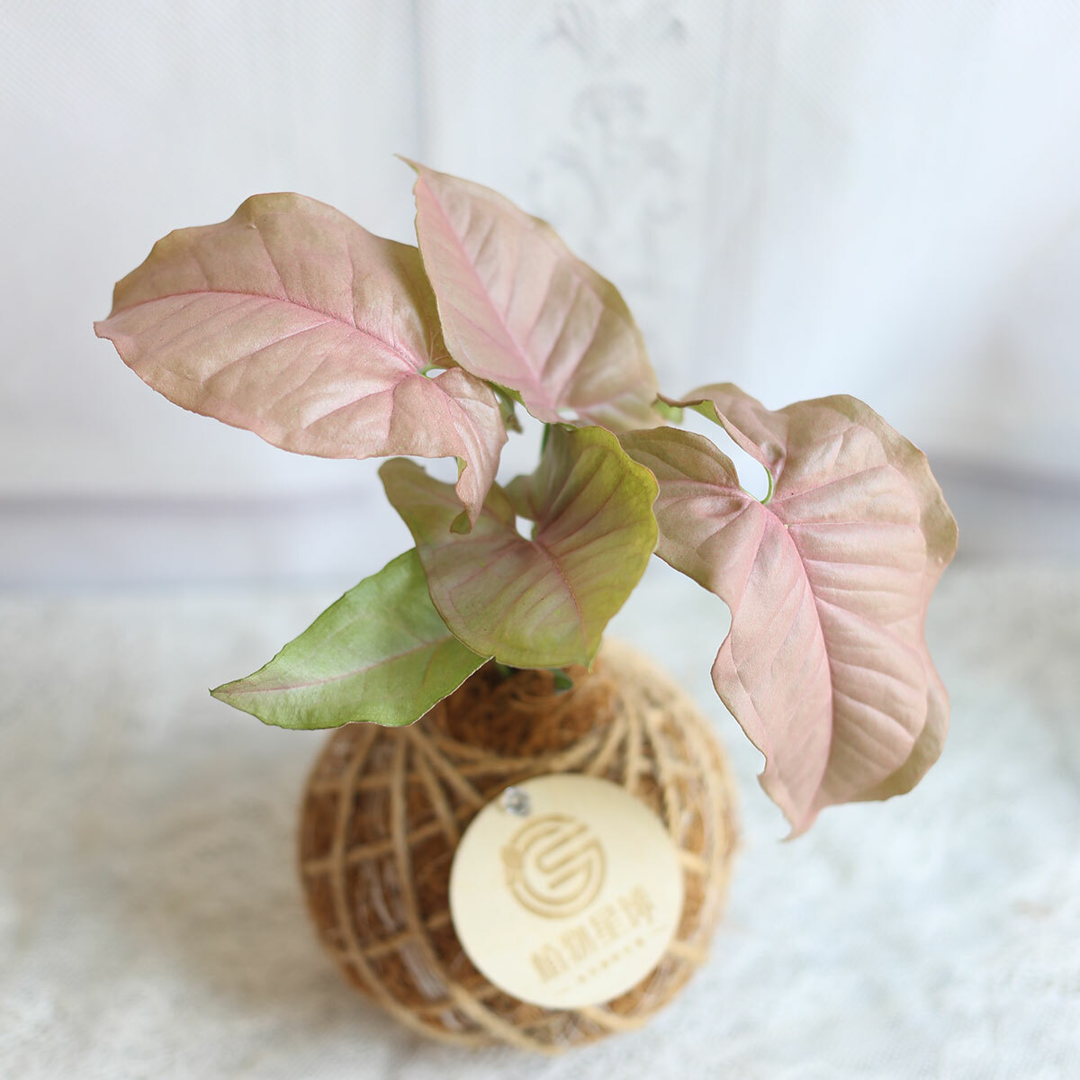 PD120｜粉紅合果芋小苔球