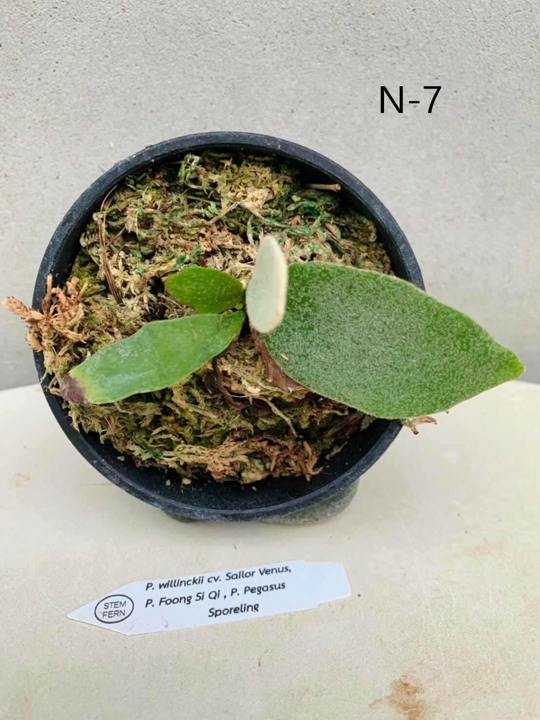 P. willinckii 