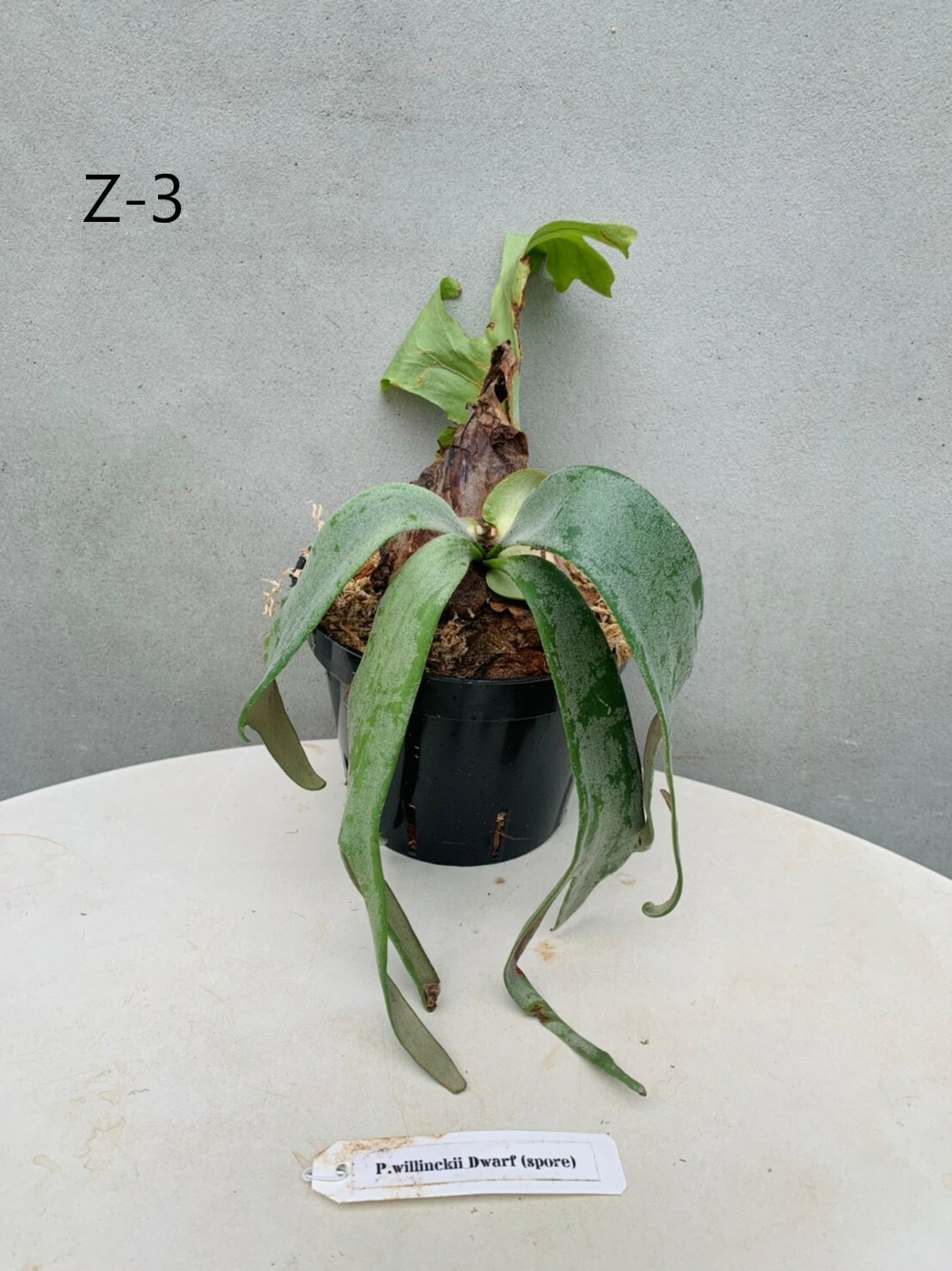 全商品オープニング価格 特別価格】 植物/観葉植物 P.willinckii 'Nano