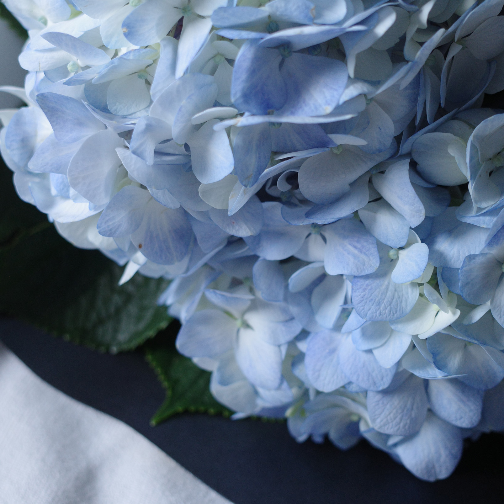 懷抱春天與你相見｜新竹限定