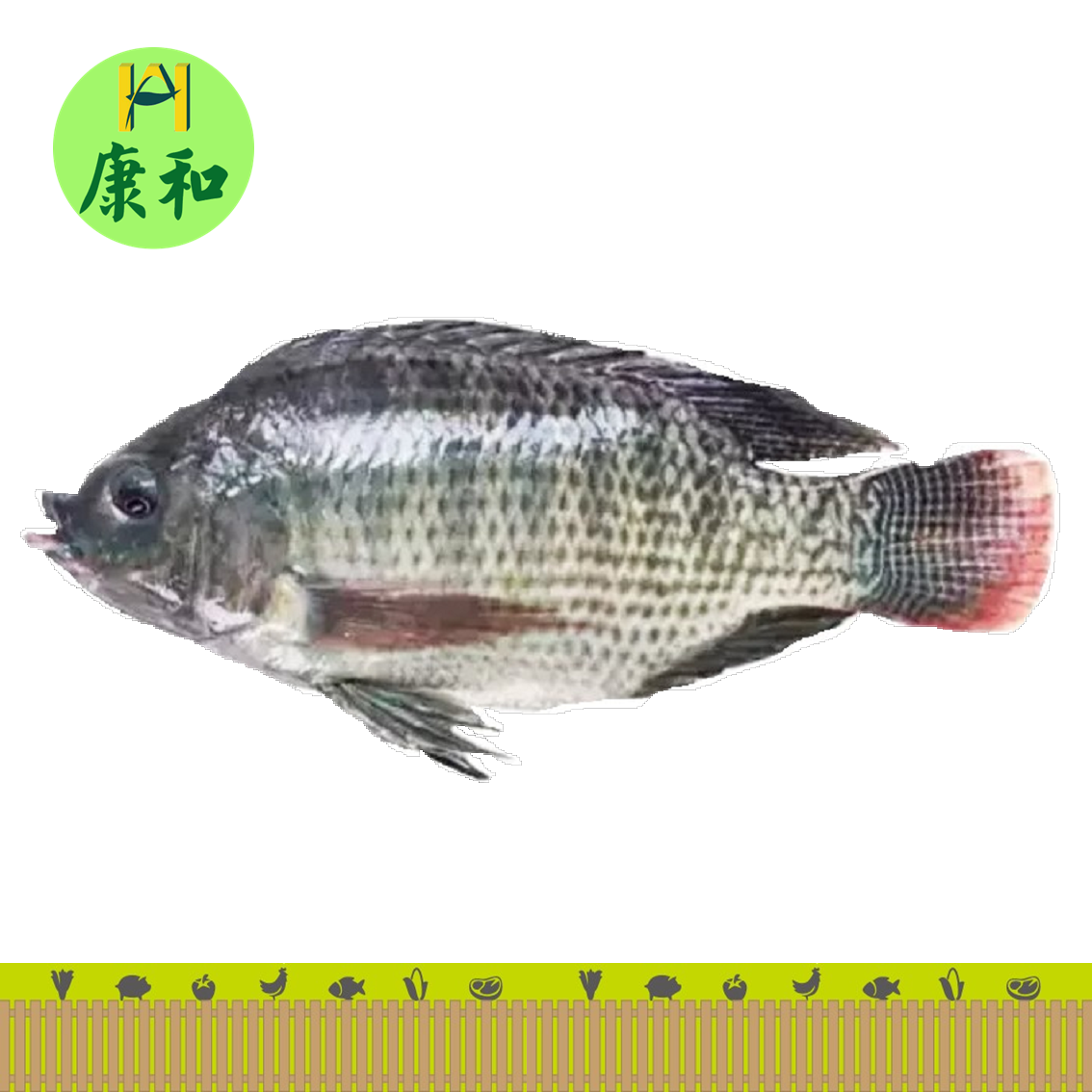 急涷楊氏羅非魚