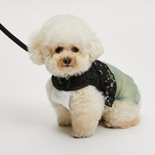Louisdog Crochet Lace Harness Set/Black
