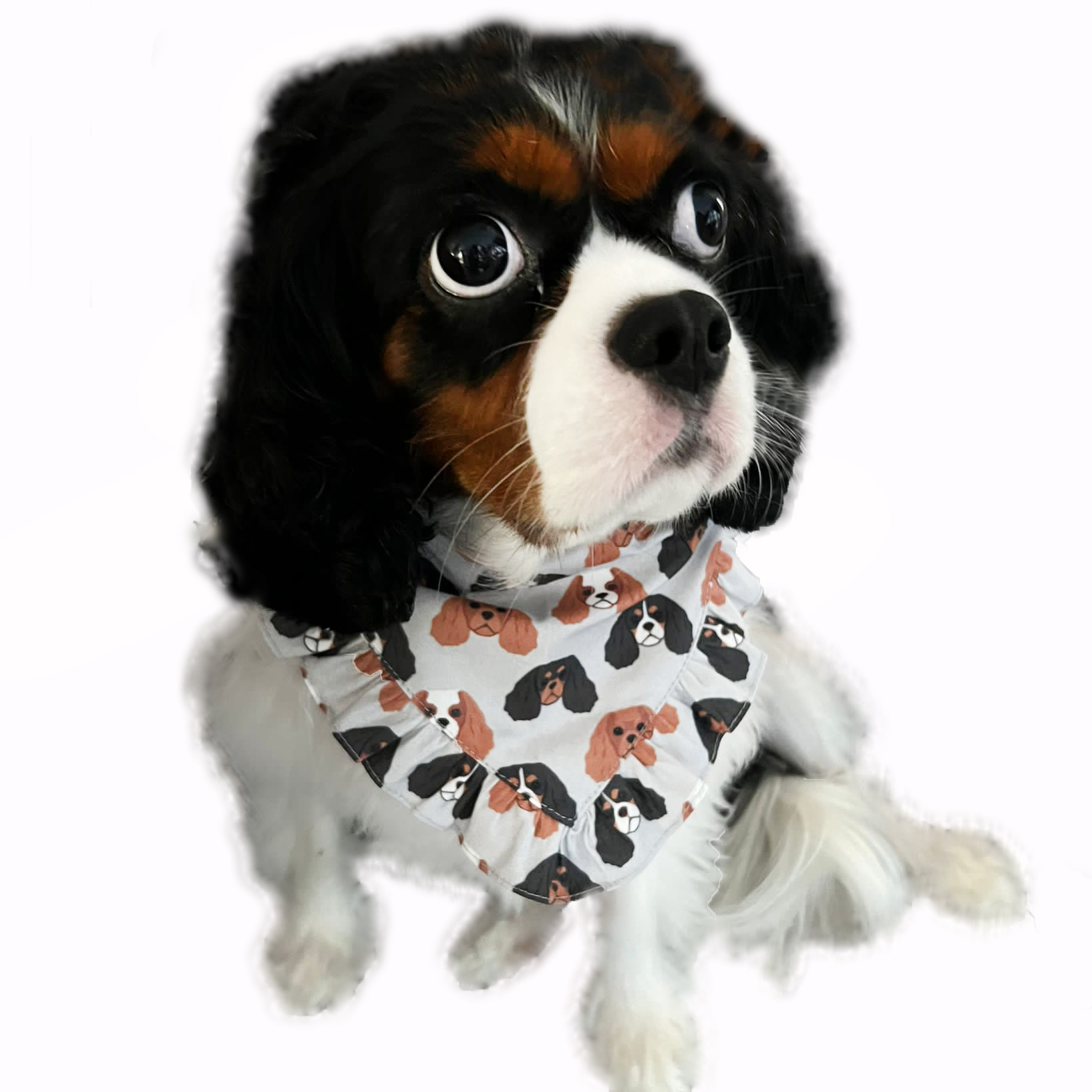 *Wholesale Only* Cavalier King Charles Spaniel Pattern Ruffles Scarf