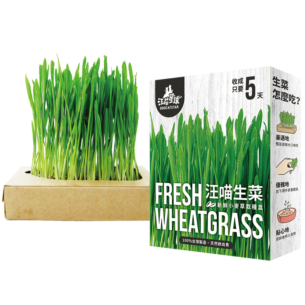 【汪喵星球】貓草新鮮栽培盒-貓咪生菜 (小麥草) #貓草