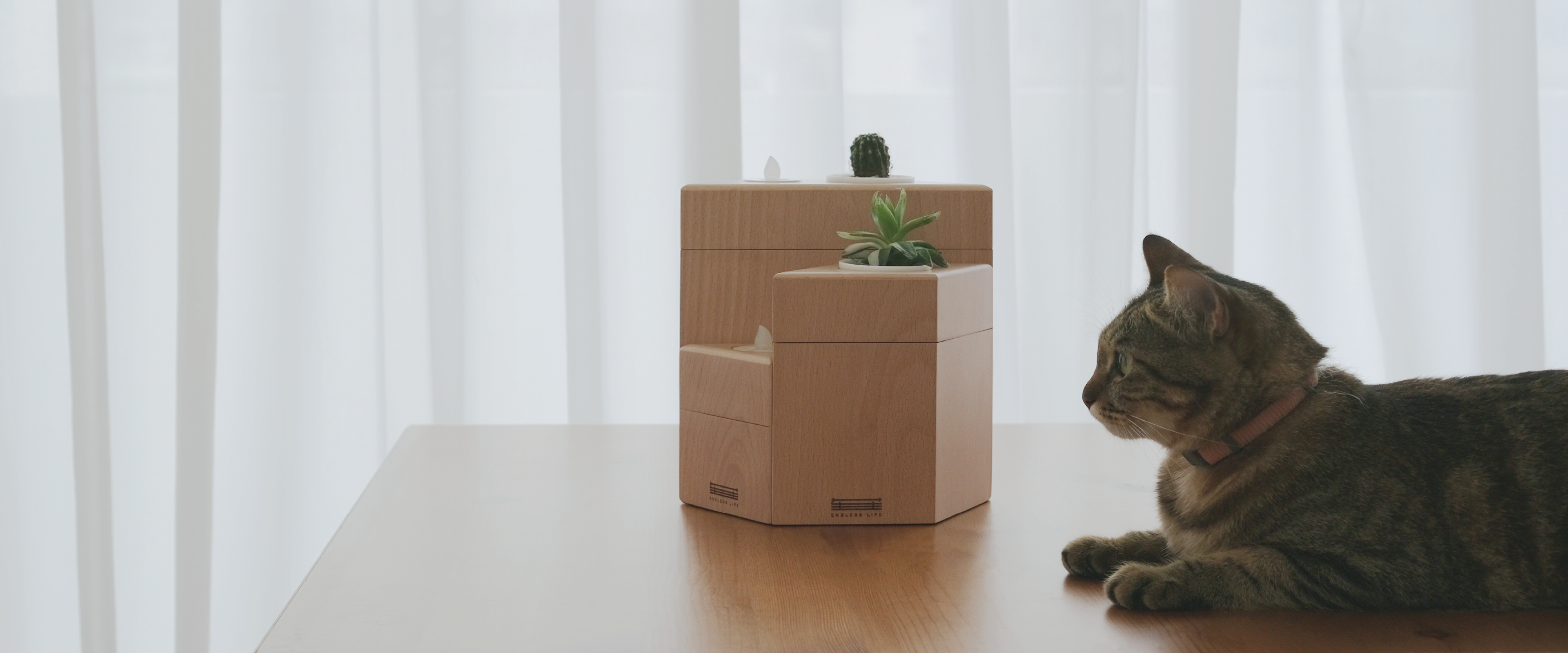 一組生苼寵物骨灰盒放在桌子中間，右邊坐著一隻貓看著骨灰盒