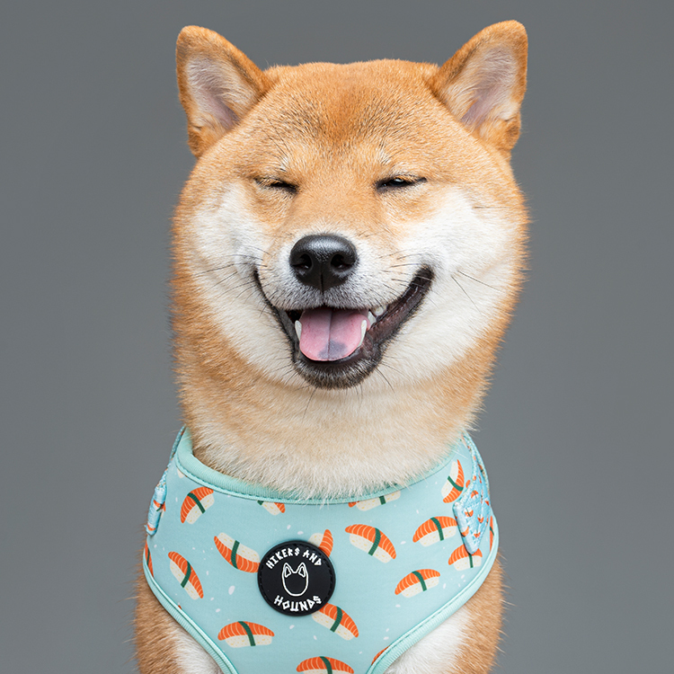 HIKERS AND HOUNDS Harness 可調式胸帶 壽司．XXS~L