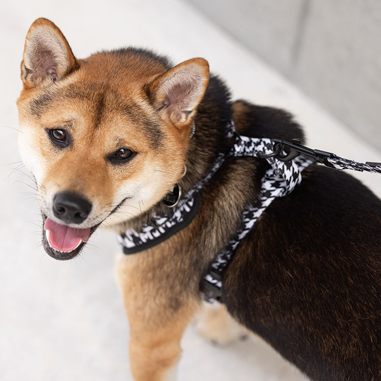 HIKERS AND HOUNDS Harness 可調式胸帶 黑白格．XXS~L