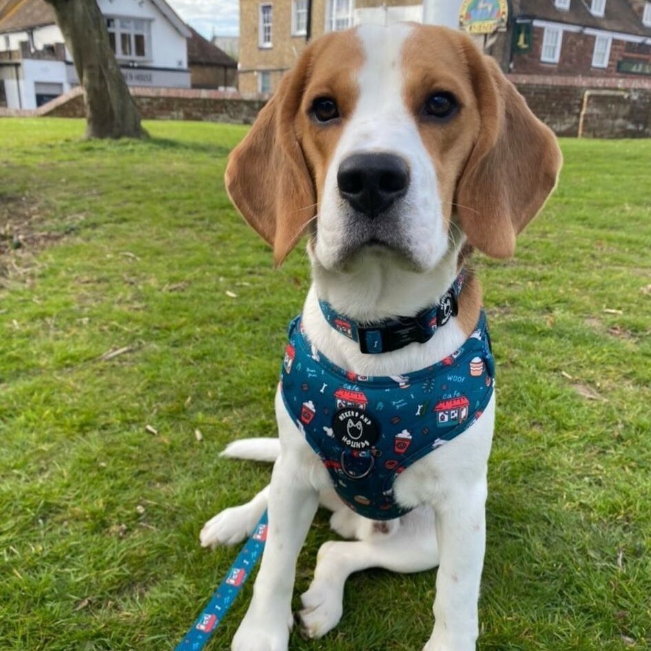 HIKERS AND HOUNDS Collar 頸帶 咖啡店．XXS~L