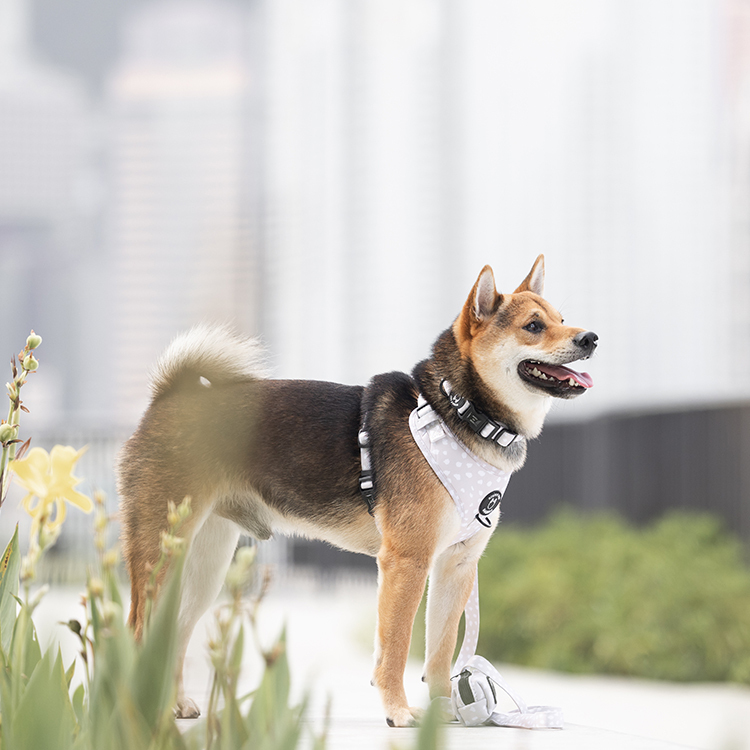 HIKERS AND HOUNDS Collar 頸帶 米色波點．XXS~L