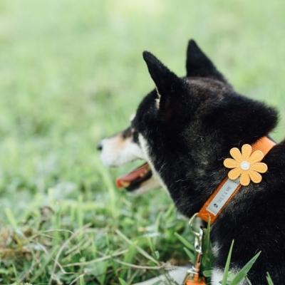 Tails&me 尼龍頸圈 - 粉橘