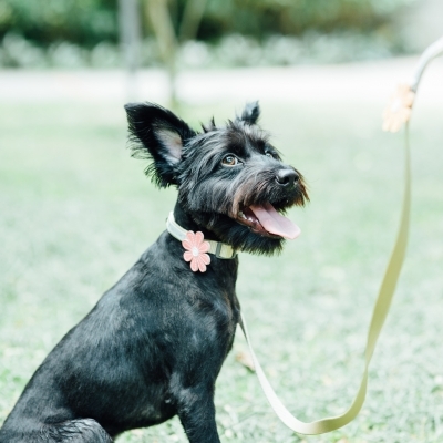 Tails&me 尼龍頸圈 - 深灰