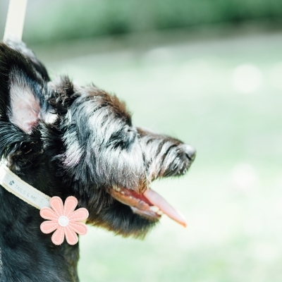 Tails&me 尼龍頸圈 - 檸黃