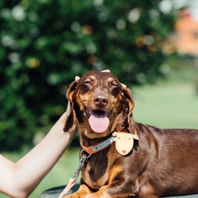 Tails&Me 尼龍頸圈 - 檸黃卡其