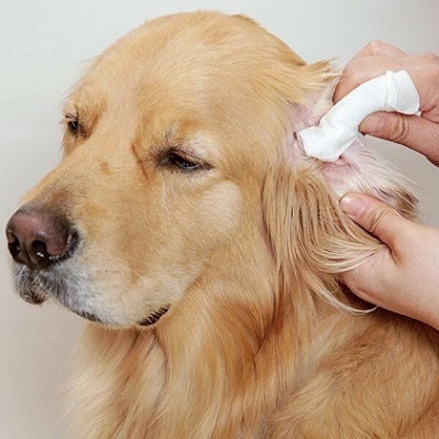 日本直送 Taurus 犬貓用 潔耳濕紙巾30pcs