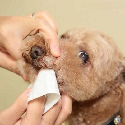 日本直送 TAURUS  貓犬用 齒垢潔淨濕紙巾 30pcs