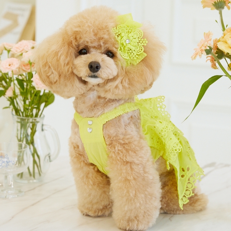 iLo iLo 花蕾絲洋裝（萊姆）