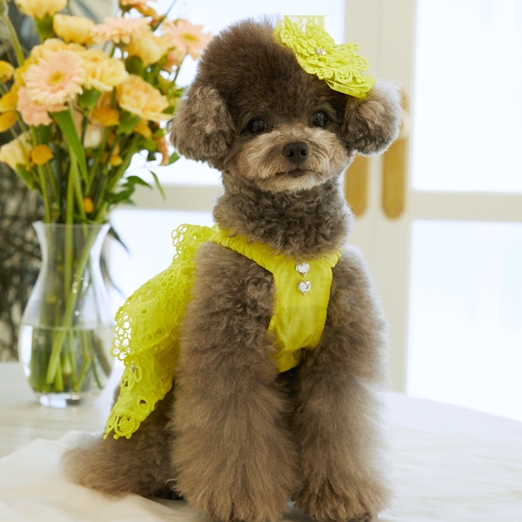 iLo iLo 花蕾絲洋裝（萊姆）