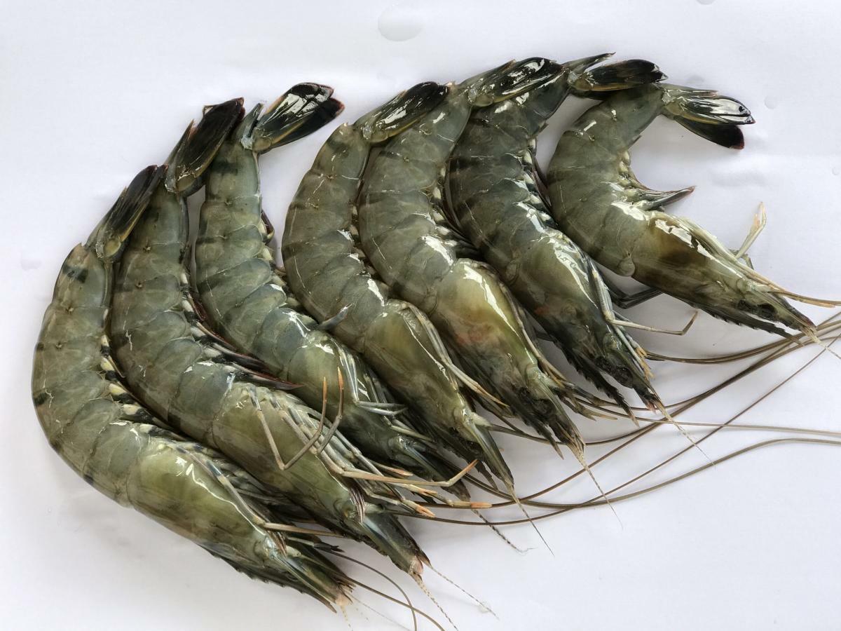 越南有頭虎蝦 (8隻) 300g