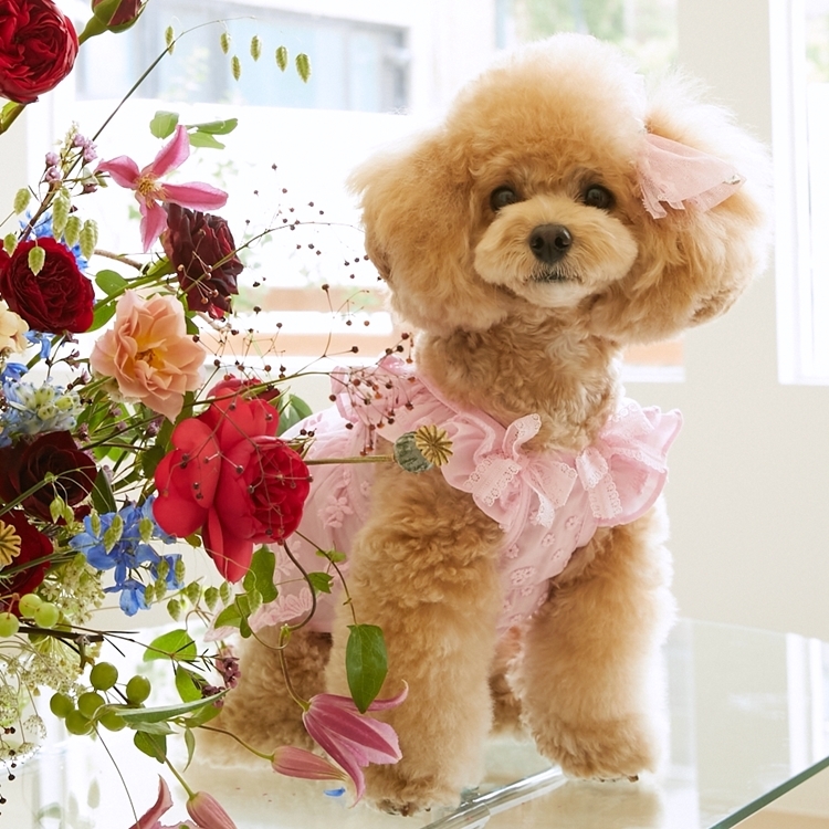 iLo iLo伊芙琳洋裝（粉色）