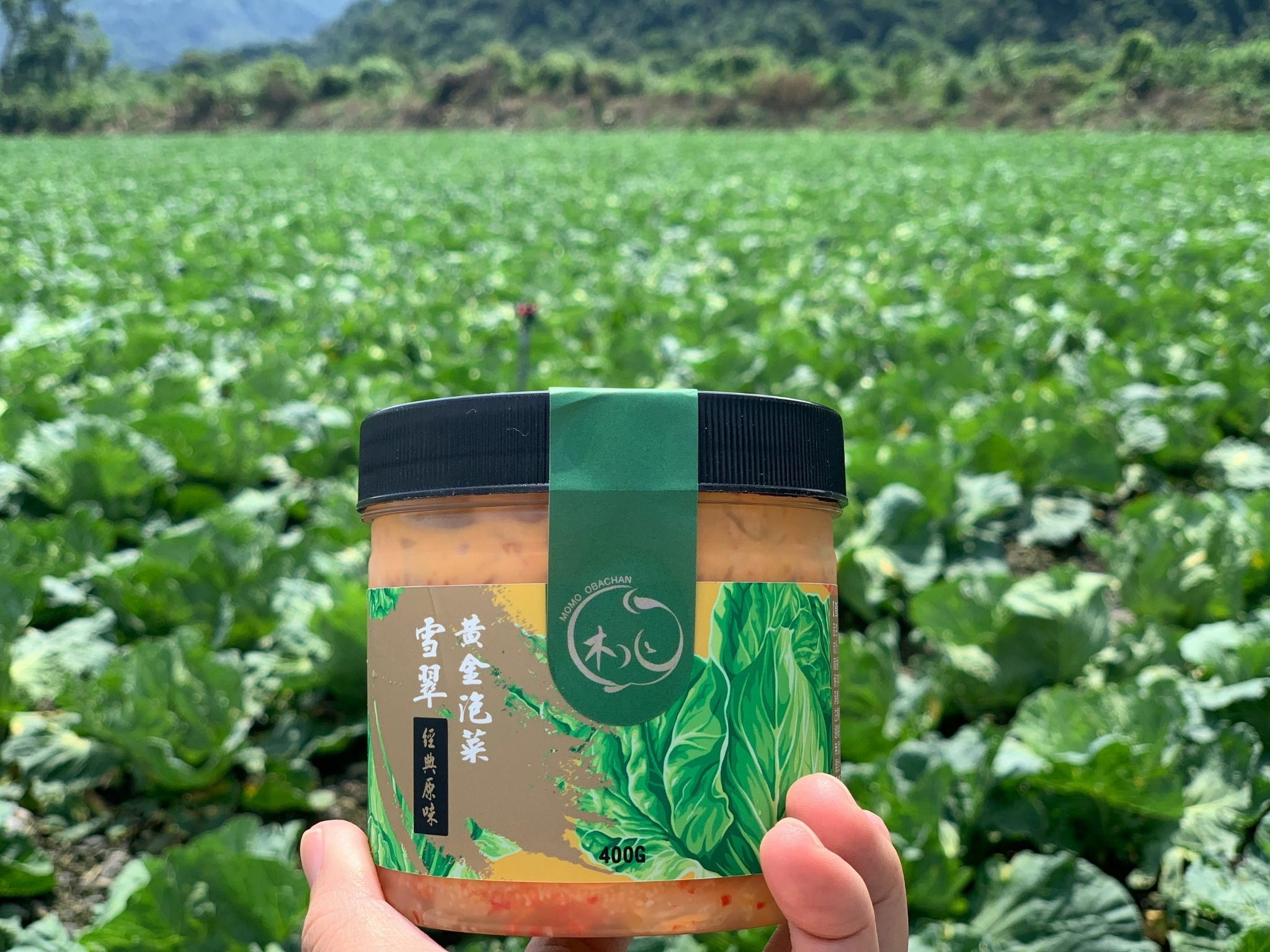 翠綠的雪翠高麗菜田實際拍攝雪翠黃金泡菜、雪翠高麗菜的大田