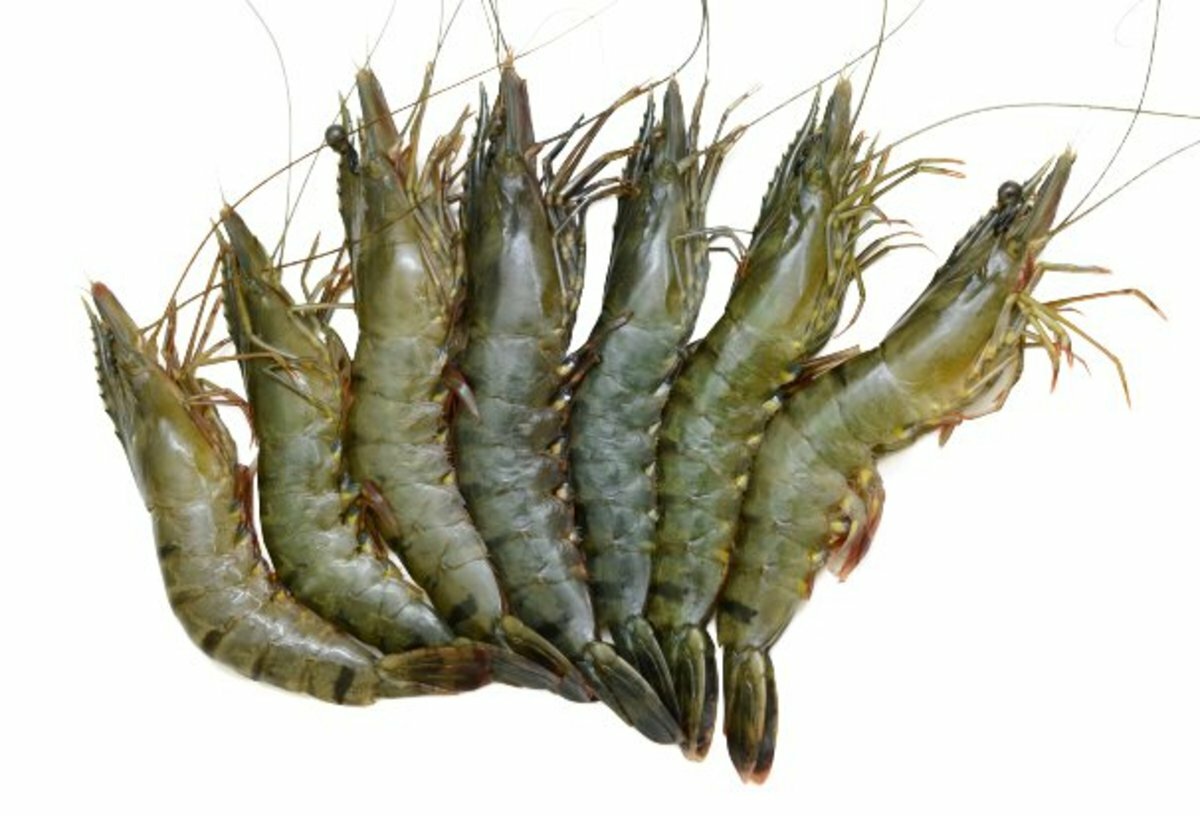 越南虎蝦6-8頭 500g