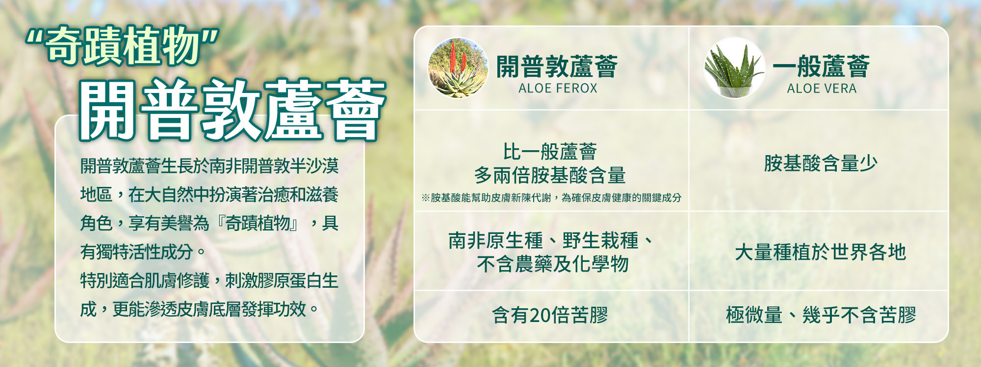 開普蘆薈與一般蘆薈的不同