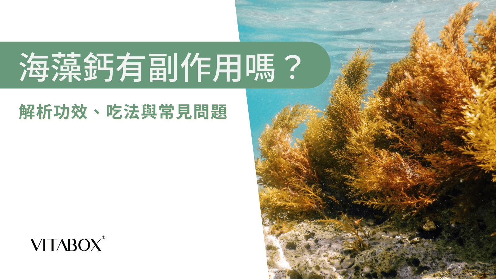 海藻鈣是什麼？萃取自紅藻的鈣質來源