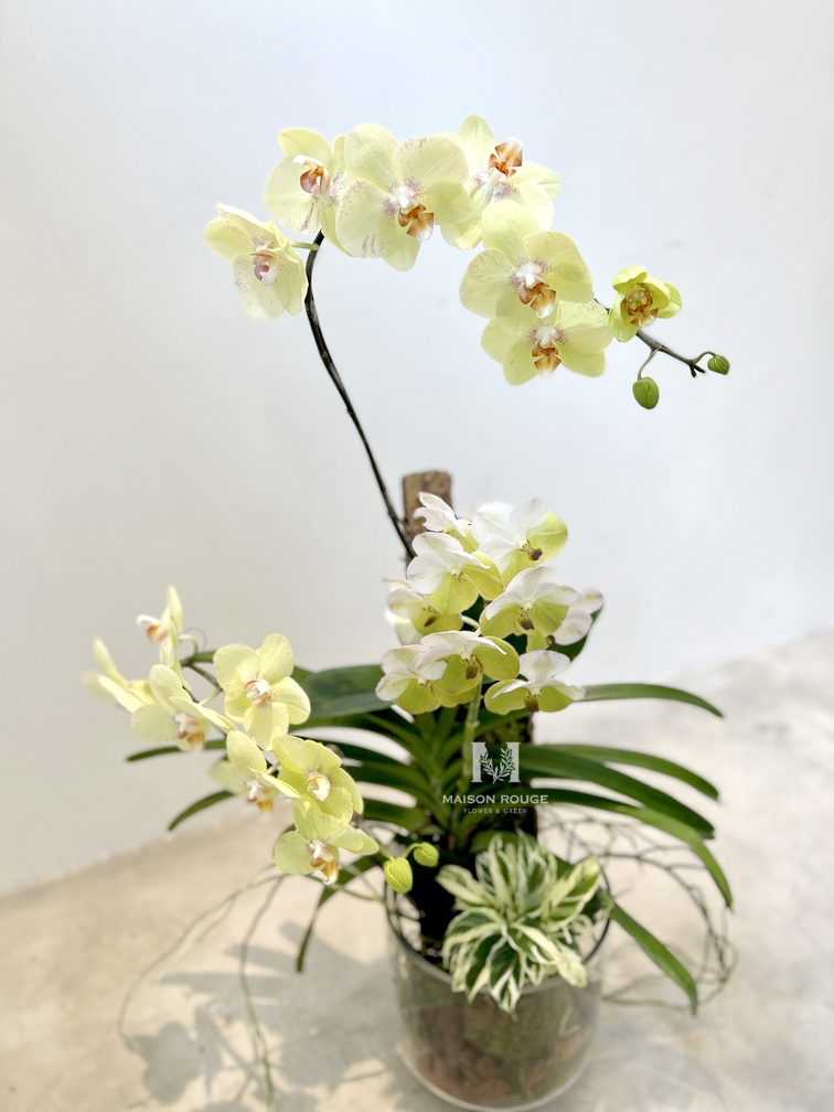 貳樓有花・蘭花綠植花禮