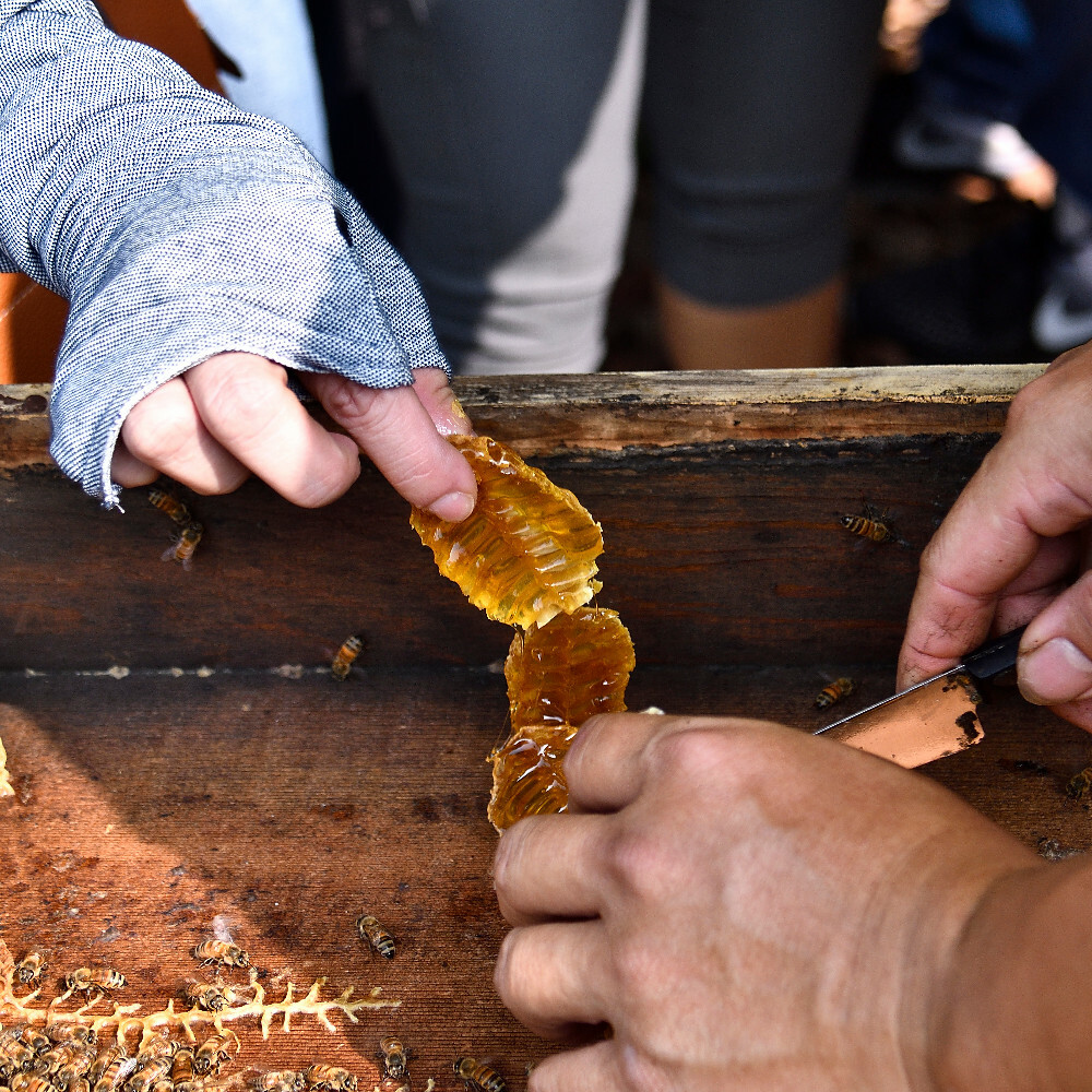 【蜂和小鎮】與自然和諧共生的橙香蜂蜜