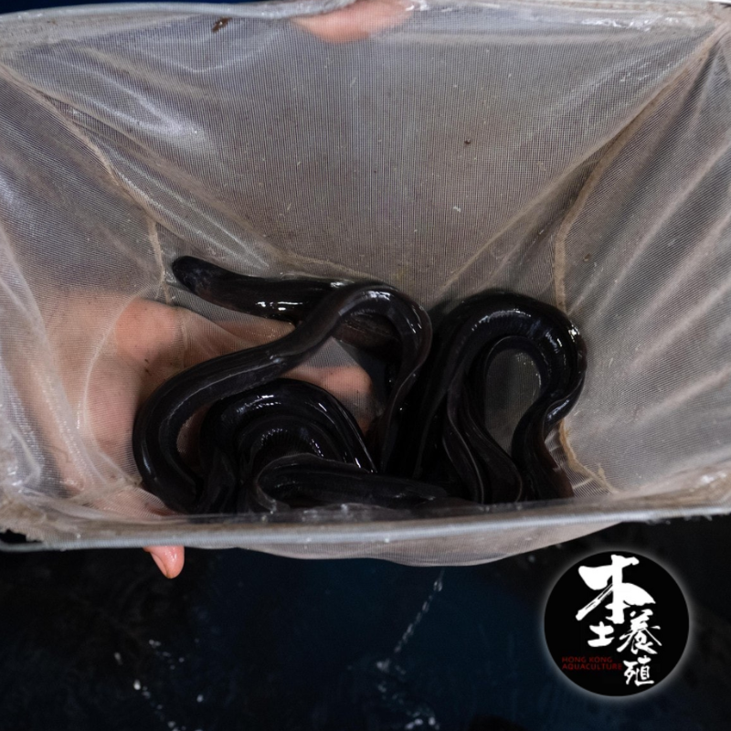日本黑鰻 / 本土養殖 Hong Kong Aquaculture / 榕樹澳 / 300克