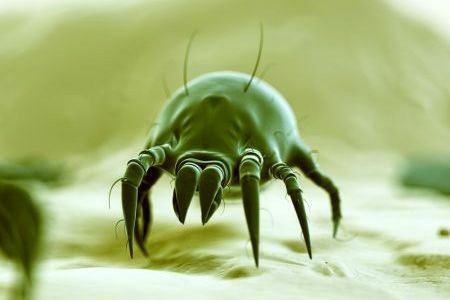 蟎蟲究竟看不看得見, 防螨寢具, 全密封床墊套,寢之堡, AAFA