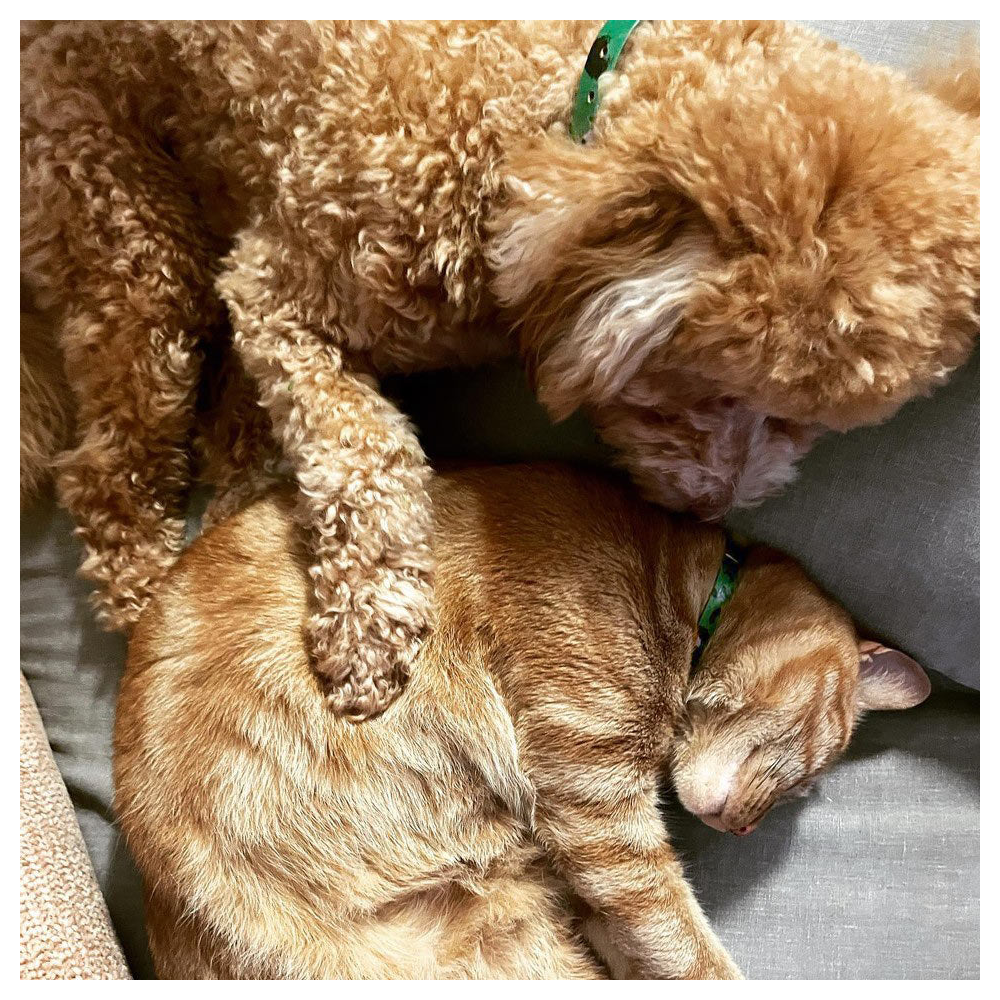 《 NICE DIGS 》手繪皮革貓咪項圈｜ANIMAL GREEN