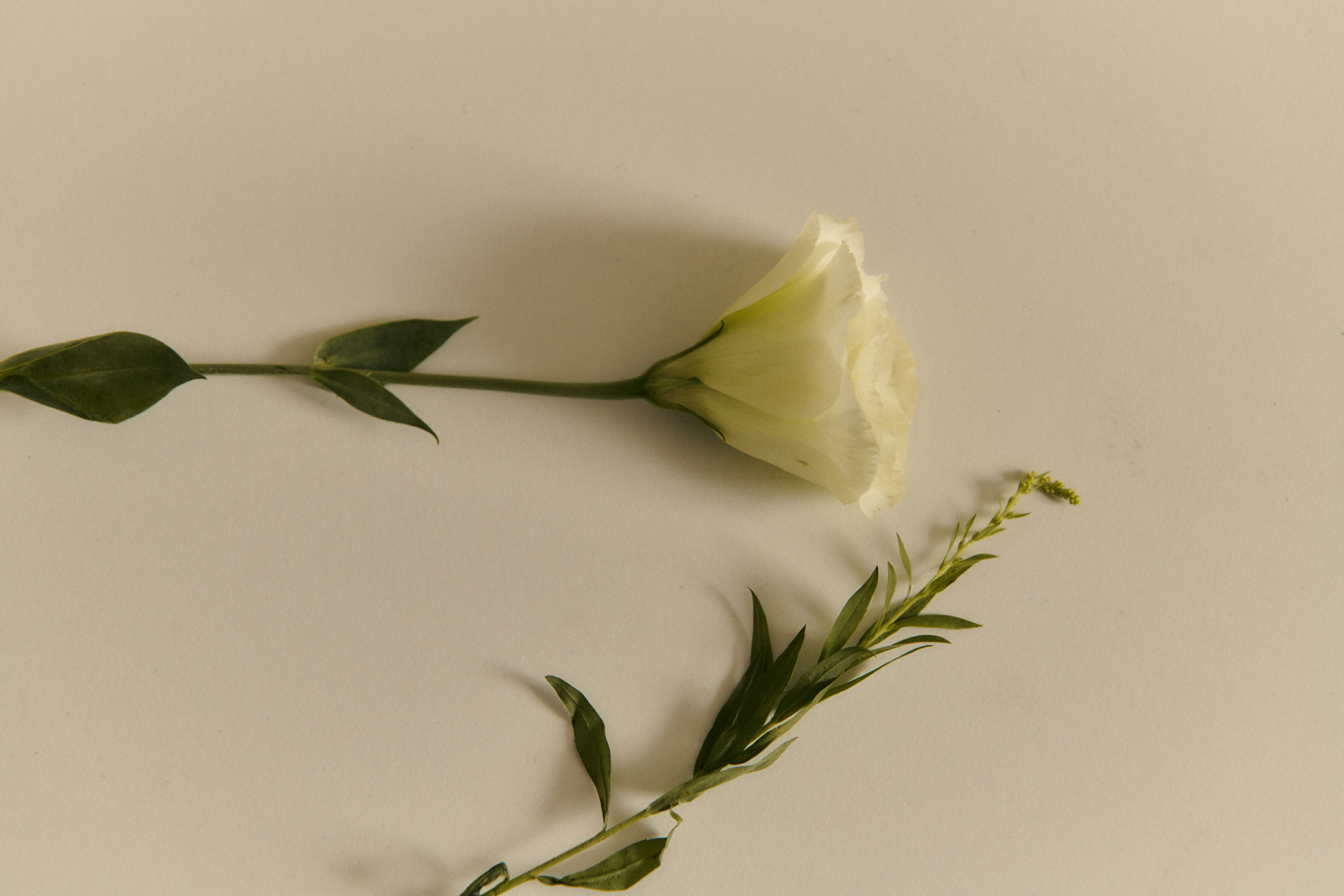 「 一天的展開，就從 ROBINMAY 開始。」