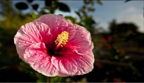 Efilow 緊緻保濕面膜