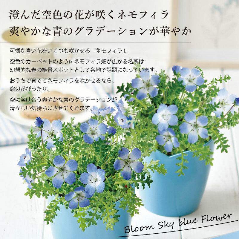 Seishin 空色の花 Pickmela 香港網購平台