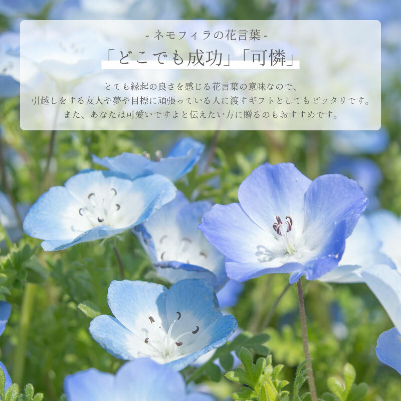 Seishin 空色の花 Pickmela 香港網購平台