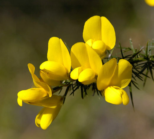豆⭐️茎⭐️花 不剪花巴哈花精15ml滴瓶：荊豆Gorse