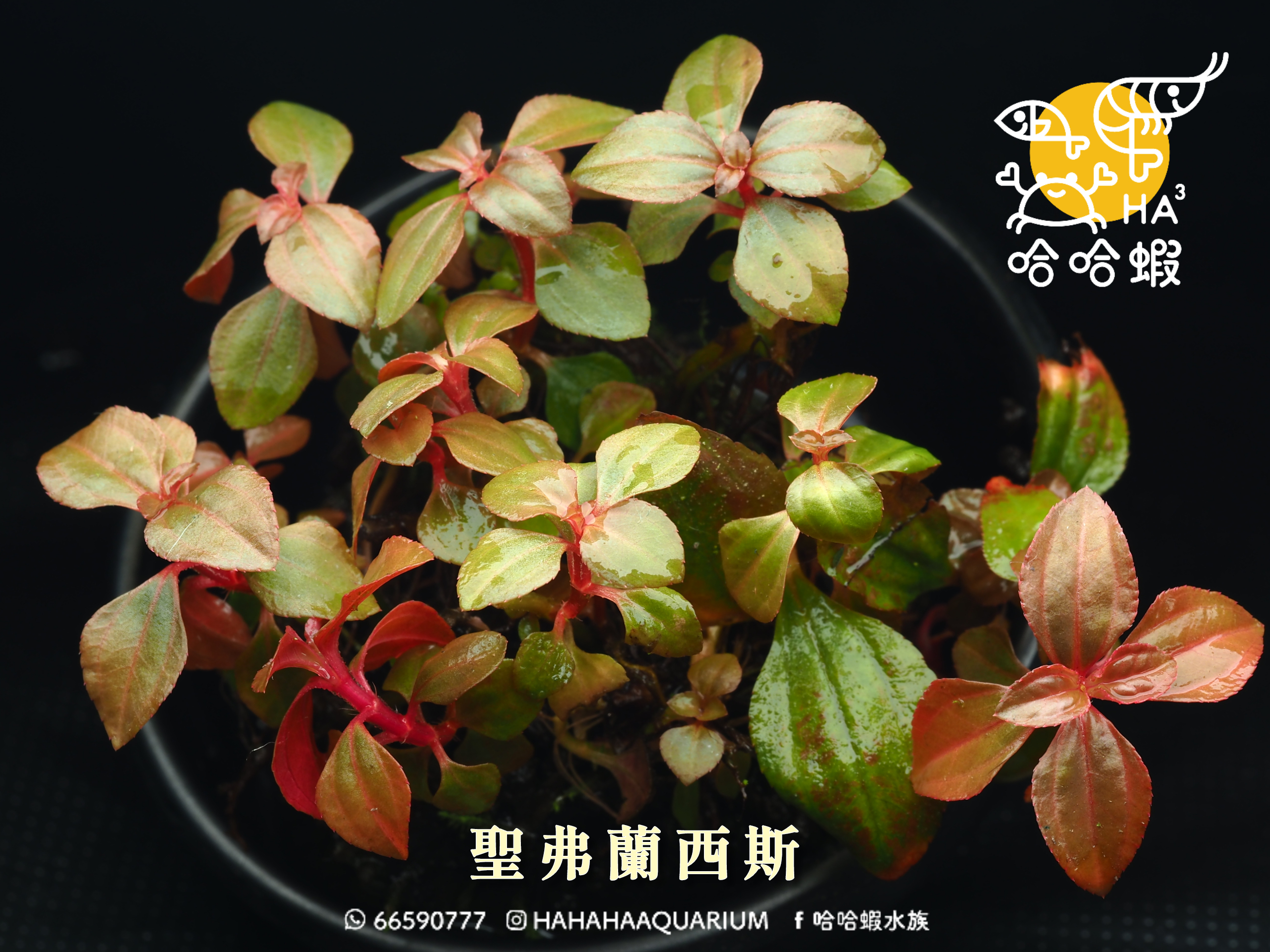 中境水草 • 聖弗蘭西斯