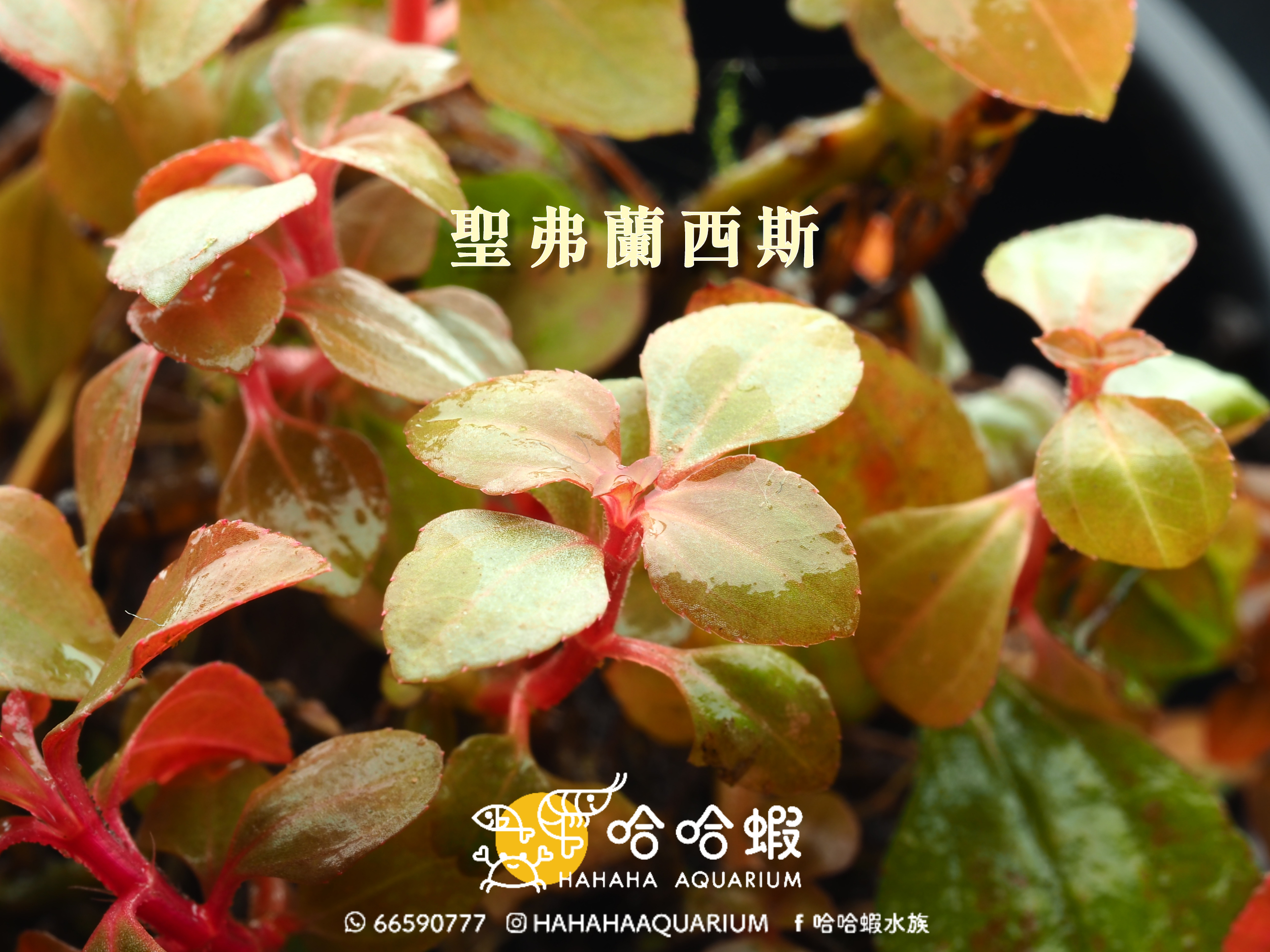 中境水草 • 聖弗蘭西斯