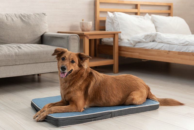 LIFEAPP 經典寵物緩壓睡墊 - L