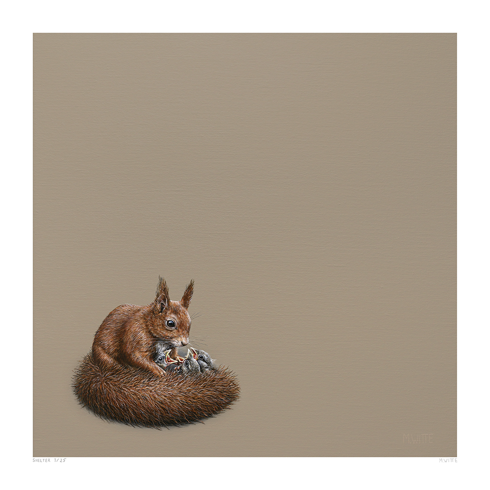 Shelter