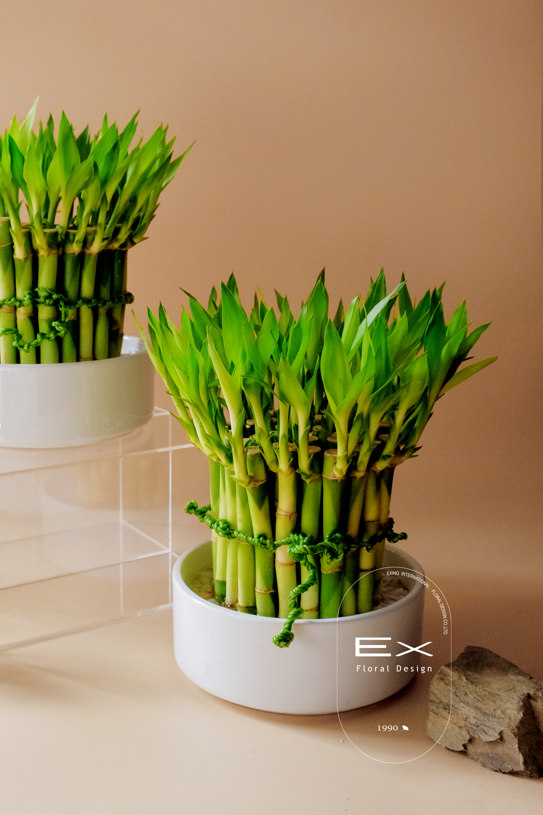 開運竹   白瓷盆