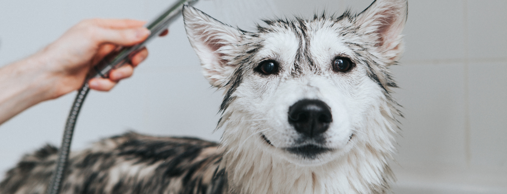 狗狗洗毛精狗狗身上一粒一粒結痂？狗狗黴菌結痂怎麼辦，狗狗洗澡