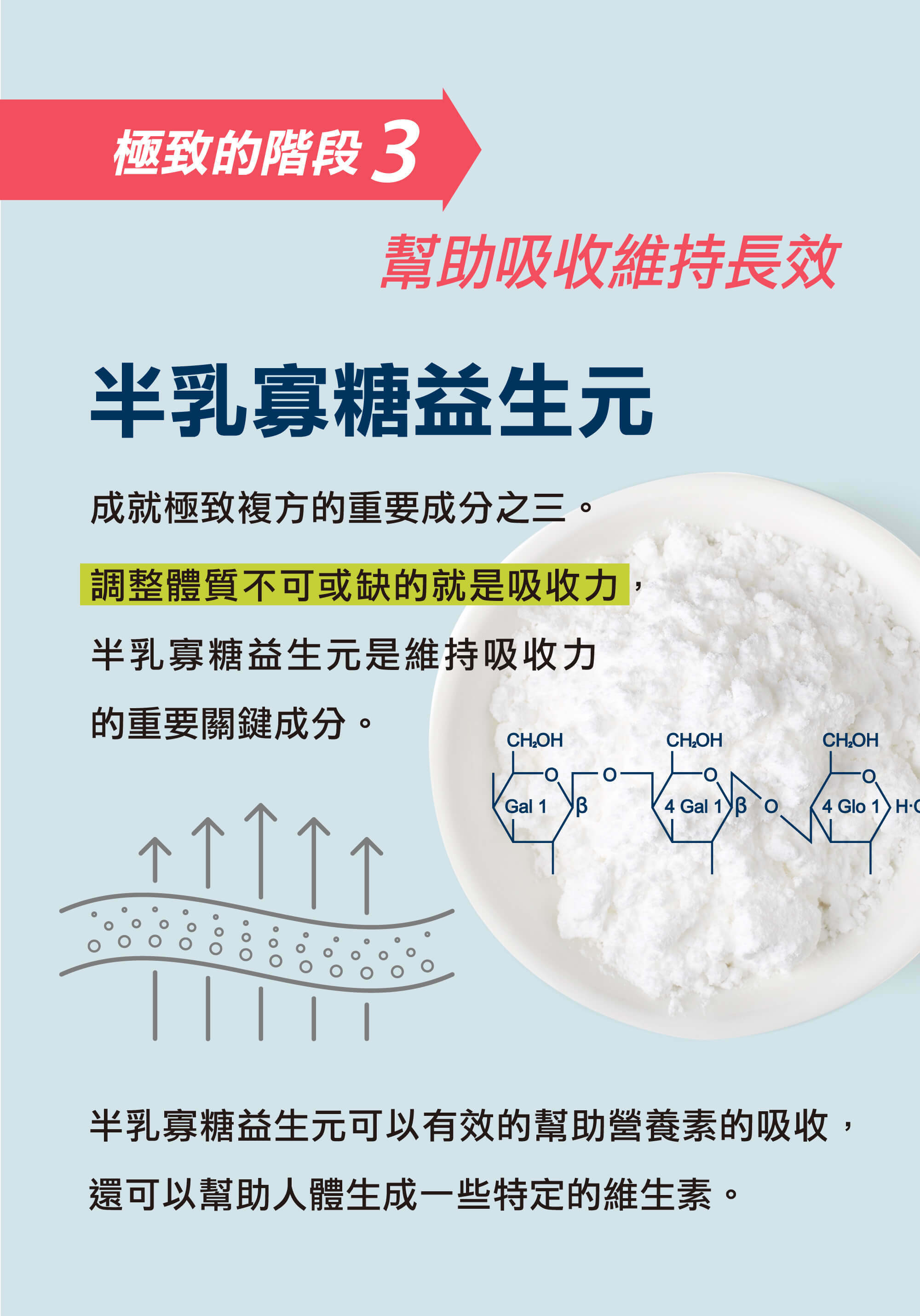 半乳寡糖益生元，調整體質不可或缺的就是吸收力
