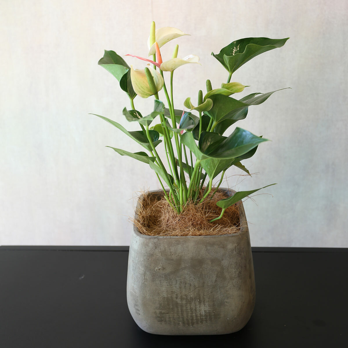 PD75｜粉紅火鶴方形水泥盆