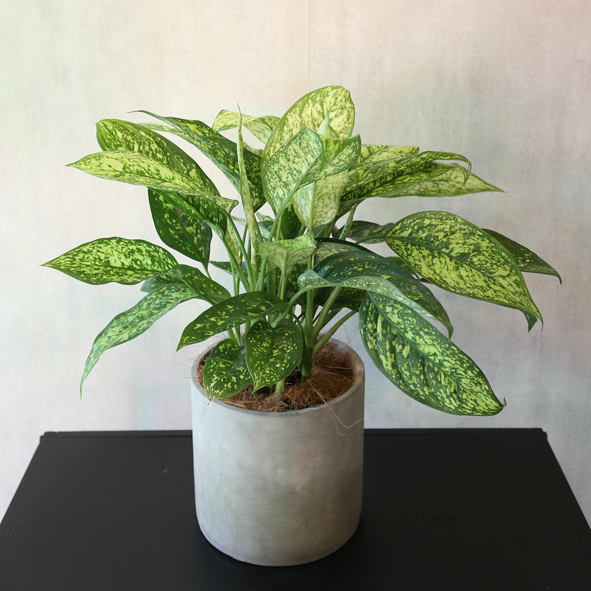 PD76｜愛玉粗肋草水泥盆