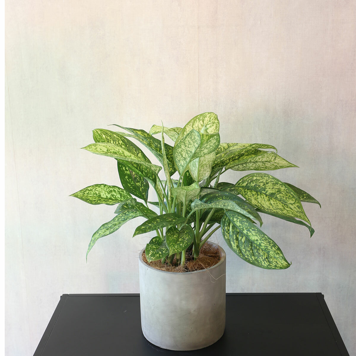 PD76｜愛玉粗肋草水泥盆