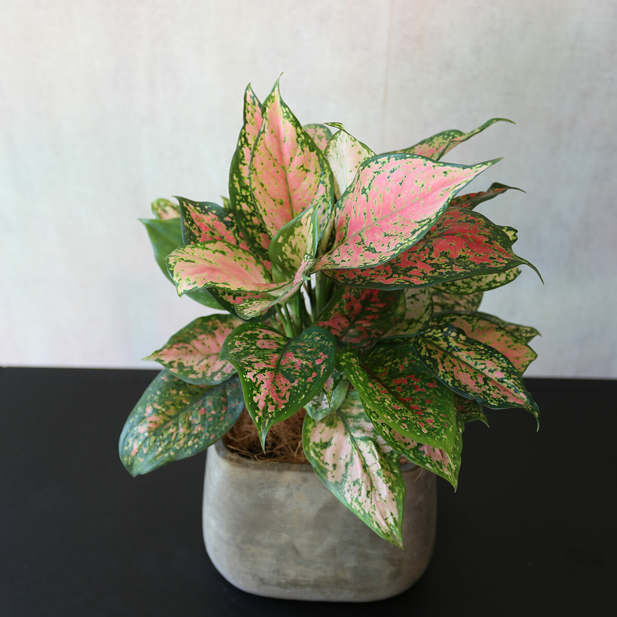 PD77｜彩葉粗肋草方形水泥盆