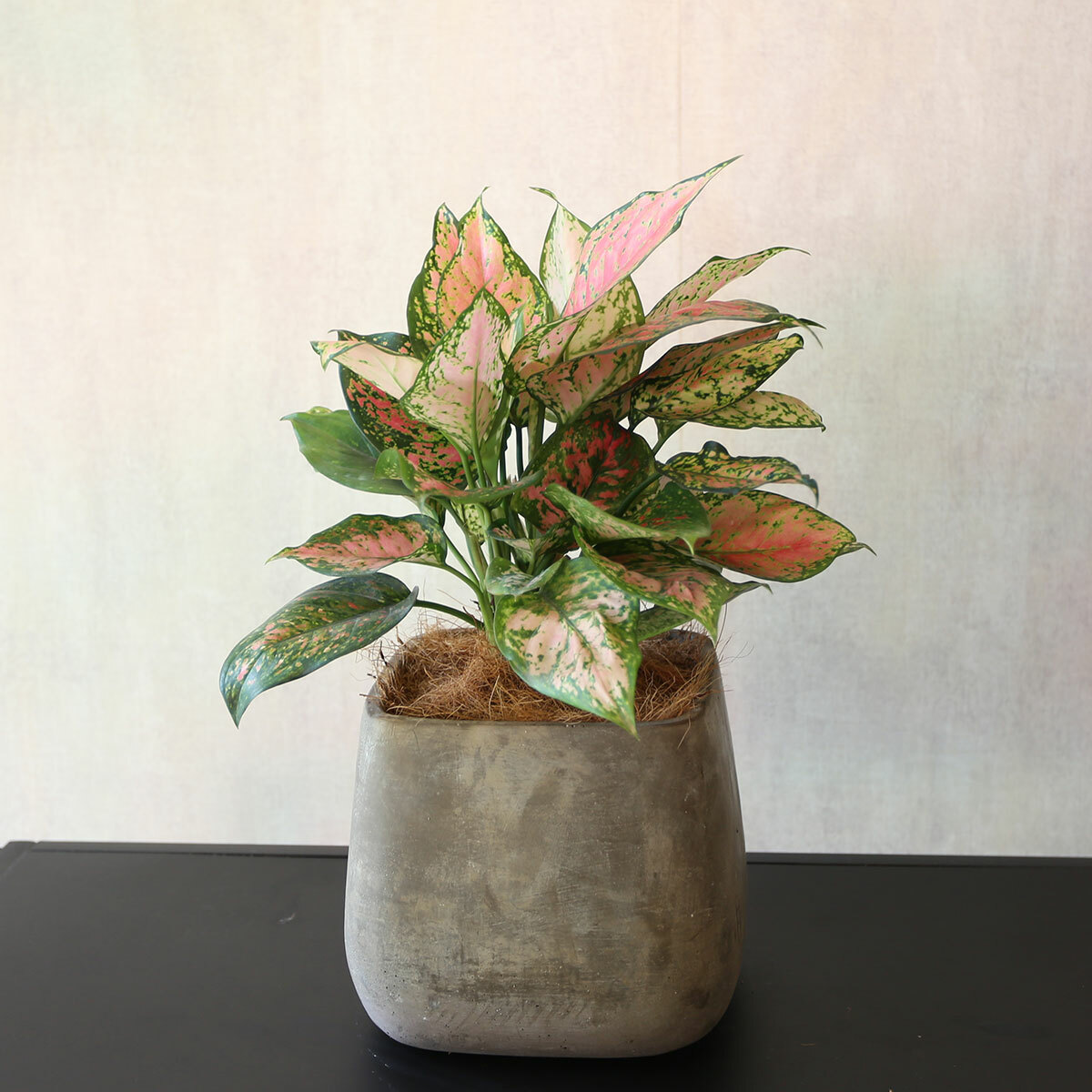 PD77｜彩葉粗肋草方形水泥盆