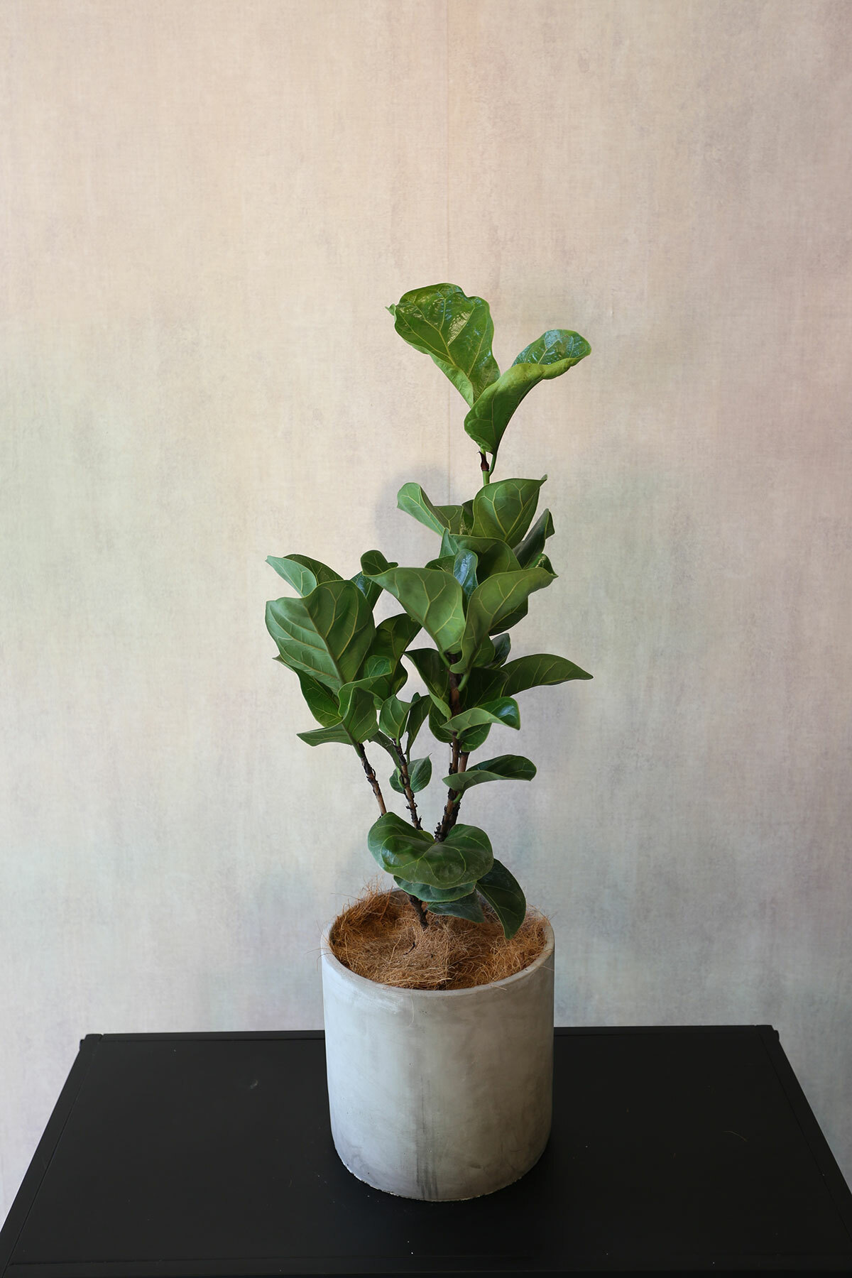 PD79｜琴葉榕水泥盆